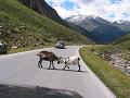 007_alpen_sommer_2005_053.JPG (10265 Byte)