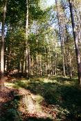 010_elbsandsteingebirge_006.JPG (8892 Byte)