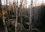 010_elbsandsteingebirge_010.JPG (5190 Byte)
